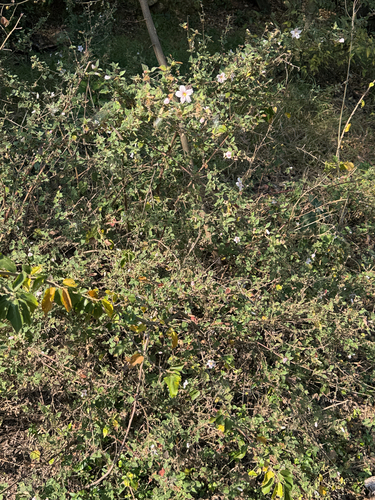 Pavonia columella, photograph 3