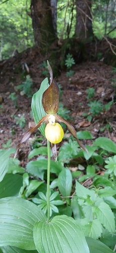 Lady's-slipper