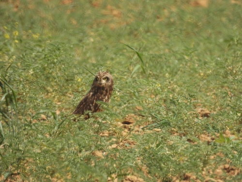 Short-eared Owl
