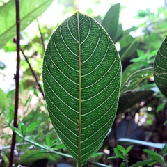 Palicourea lineariflora