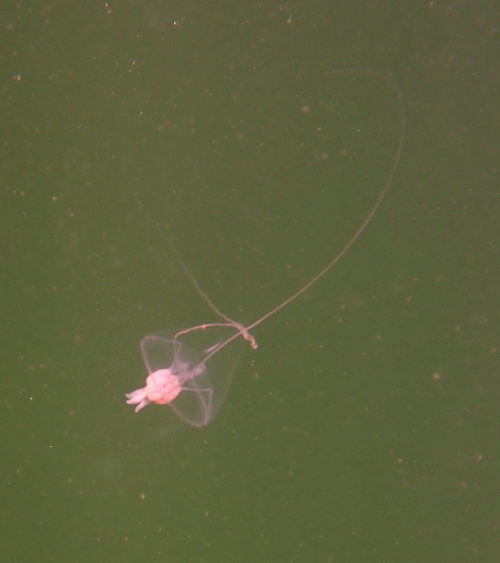 Hanging Stomach Jelly