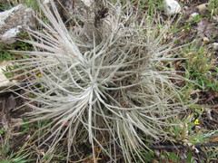 Tillandsia plumosa