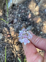 Allium haematochiton