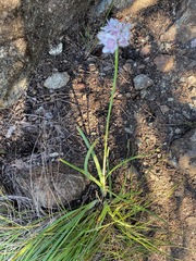 Allium haematochiton