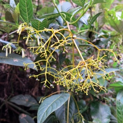 Palicourea lineariflora