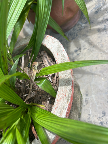 Indian Garden Lizard