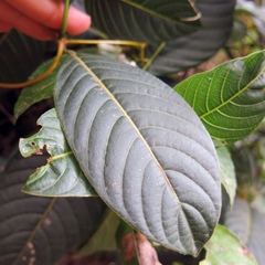 Palicourea lineariflora