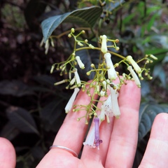 Palicourea lineariflora