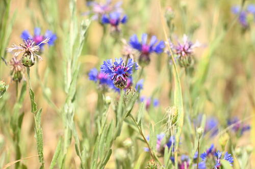 Centaurea depressa, photograph 6