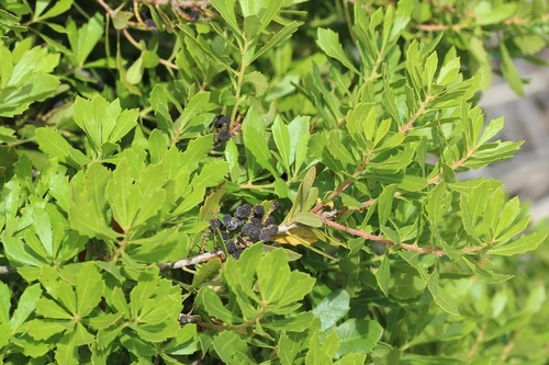 Image of Morella diversifolia by (c) Karen Eichholz, some rights reserved (CC BY)