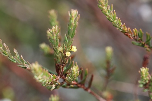 Clutia polifolia (Clutia polifolia)