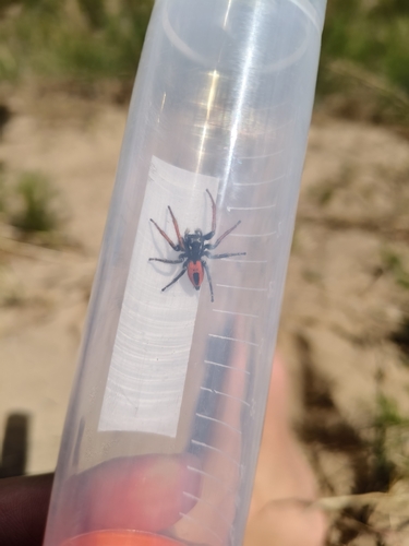 Red-bellied Jumping Spider
