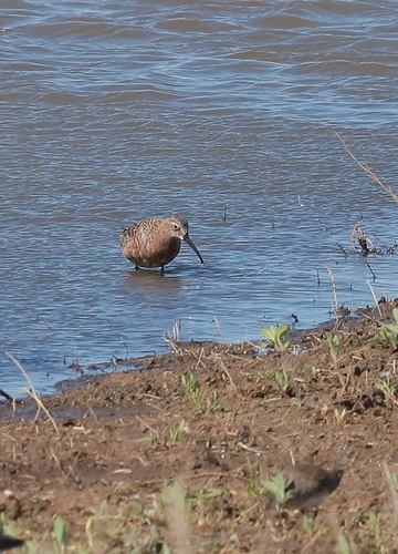 iNaturalist image