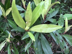 Myrsinoideae