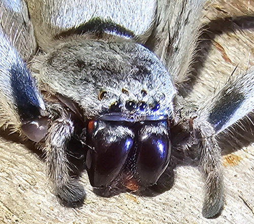 Isopeda echuca
