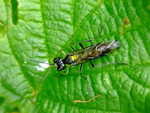 Common Green-Tenthredo
