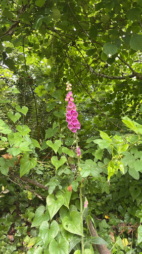 purple foxglove