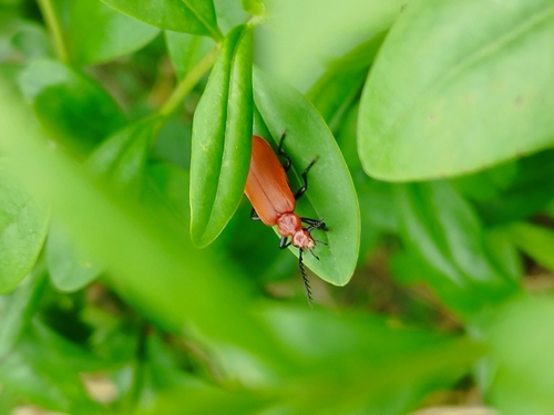 Common Cardinal Beetle