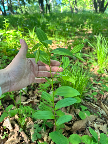 Disporum viridescens, photograph 4