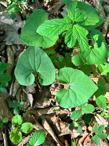 Asarum sieboldii, photograph 2