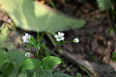 Cerastium davuricum, photograph (c) kirinzi, some rights reserved (CC BY)