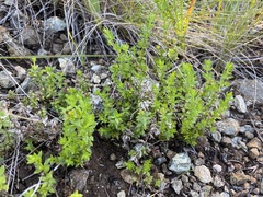 Galium californicum