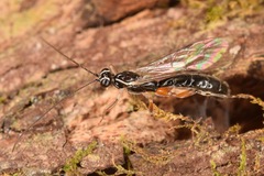 Clistopyga recurva