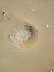Dactyliophorae