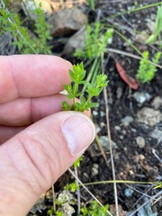 Galium californicum