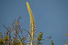 Eremurus robustus, photograph (c) kirinzi, some rights reserved (CC BY)