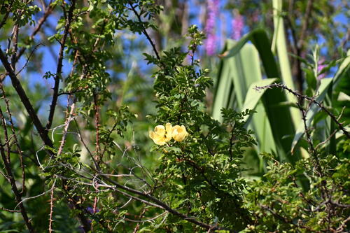 Rosa platyacantha, photograph 6