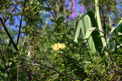 Rosa platyacantha, photograph (c) kirinzi, some rights reserved (CC BY)