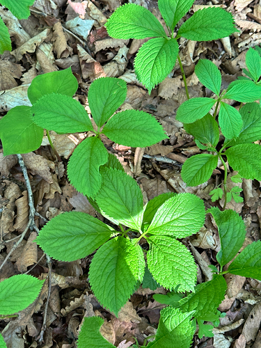Chloranthus quadrifolius, photograph 4