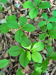 (c) Tatyana Petrenko, some rights reserved (CC BY) Chloranthus quadrifolius, photograph (c) Tatyana Petrenko, some rights reserved (CC BY)