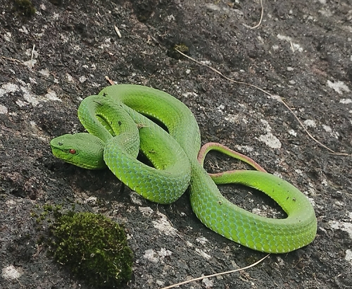 Photo of a Pope's Bamboo Pit Viper (Trimeresurus popeiorum)