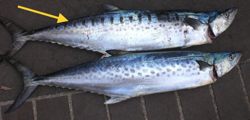 Australian seerfish (Scomberomorus munroi) — Scombridae — 5