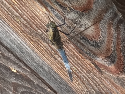 Black-tailed Skimmer