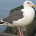 Slaty-backed Gull - Photo (c) Herman Mays, some rights reserved (CC BY-NC-SA)