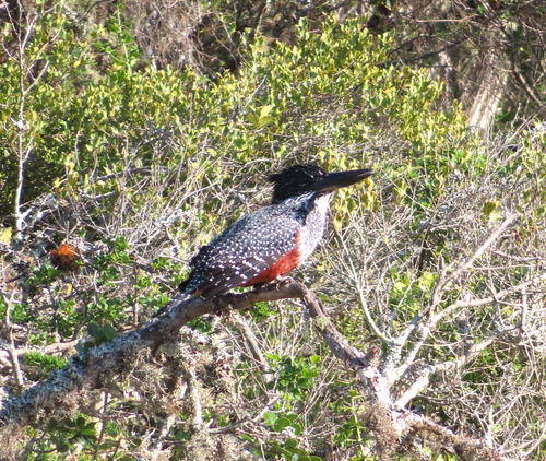 iNaturalist image