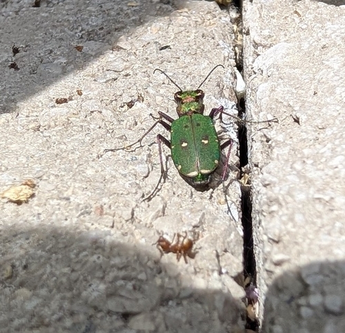 Green Tiger Beetle