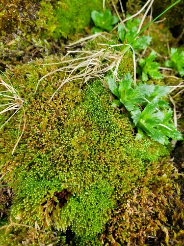 Plagiobryum zieri, 2026-05-30