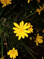Euryops pectinatus