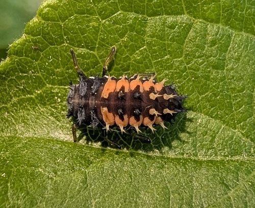 Asian Lady Beetle
