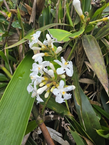Melodinus suaveolens observed 2026-05-31