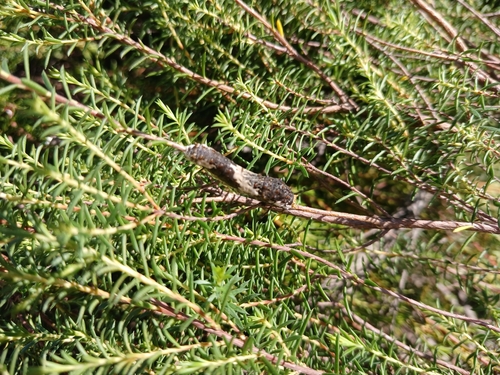 Citrus Swallowtail