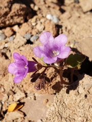 Phacelia pulchella