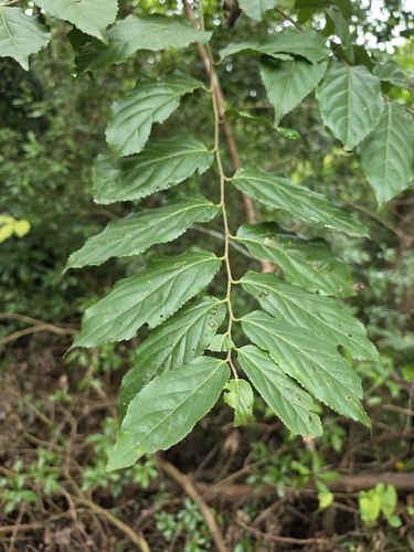 Flacourtia rukam observed 2026-05-31