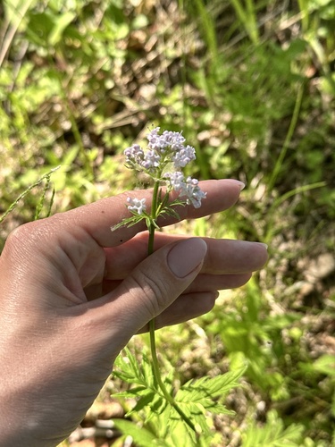 Valeriana fauriei, photograph 2