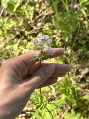 (c) Tatyana Petrenko, some rights reserved (CC BY) Valeriana fauriei, photograph (c) Tatyana Petrenko, some rights reserved (CC BY)