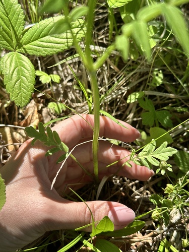 Valeriana fauriei, photograph 3